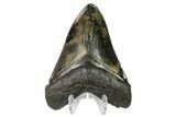 Serrated, Fossil Megalodon Tooth - Mottled Coloration #149376-2
